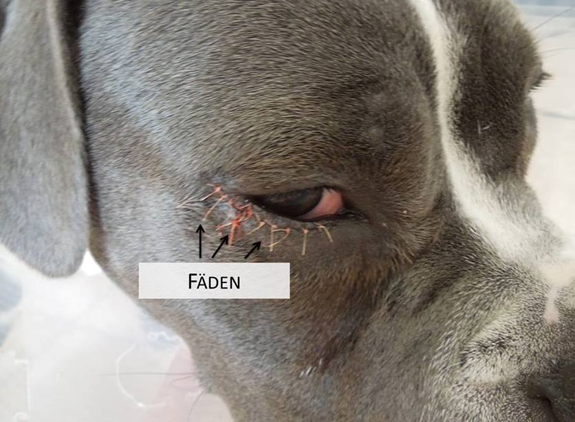 11665528_697700433669959_1739288434255302148_n AUGENTIERARZTPRAXIS