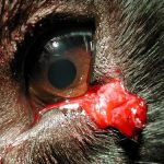 Lidverletzung Augen-Tierarztpraxis