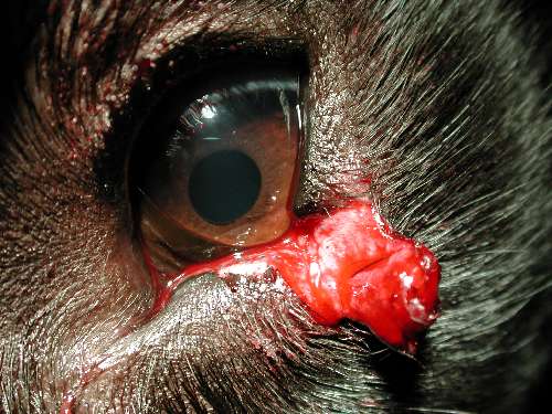 Lidverletzung Augen-Tierarztpraxis