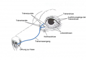 Anatomie der Tränenwege