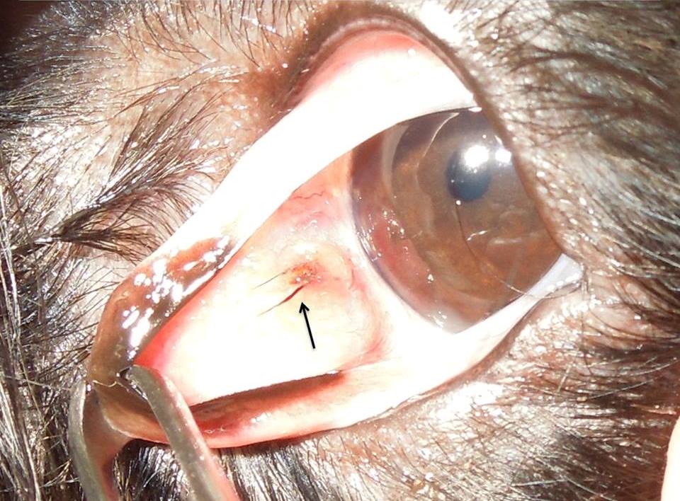 Fremdkörper hinter der Nickhaut