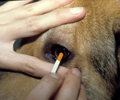 Fluoreszeintest Augentierarzt