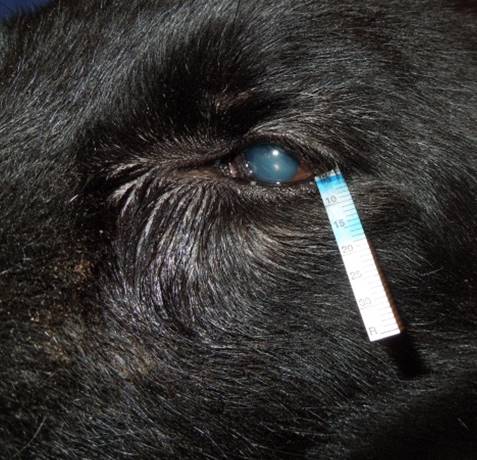 Schirmer Tränentest