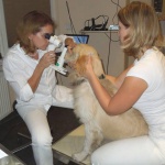 Augenuntersuchung Augen Tierarztpraxis