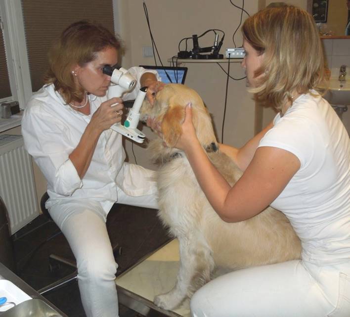 Augenuntersuchung Augen Tierarztpraxis