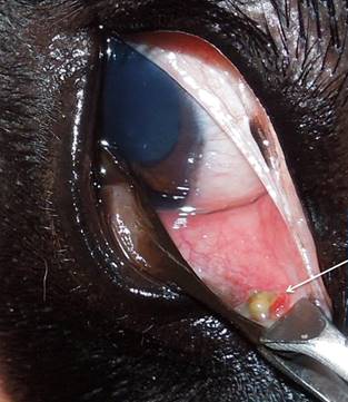 Fremdkörper hinter der Nickhaut