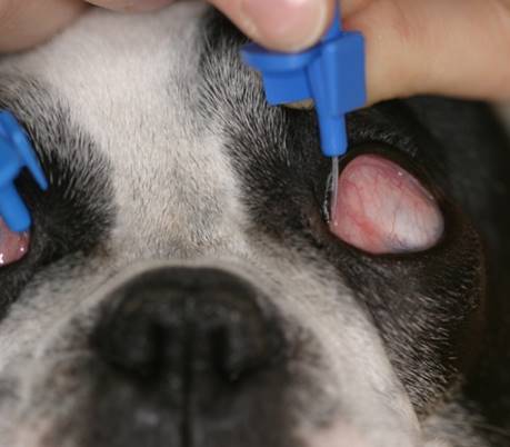 Untersuchung der Tränenwege