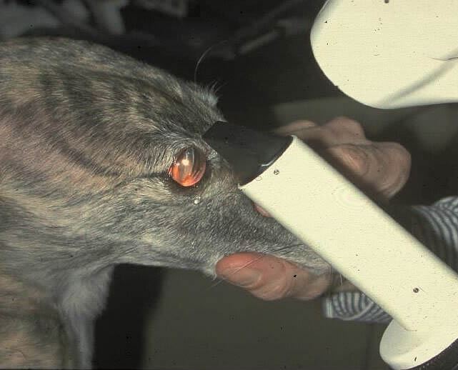 Gonioskopie - Untersuchung des Kammewinkels