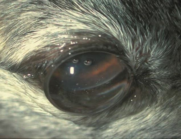 Gonioskopie - Untersuchung des Kammewinkels