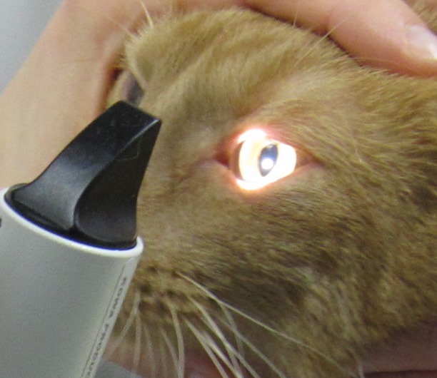 Augenuntersuchung Tierarztpraxis Allgoewer