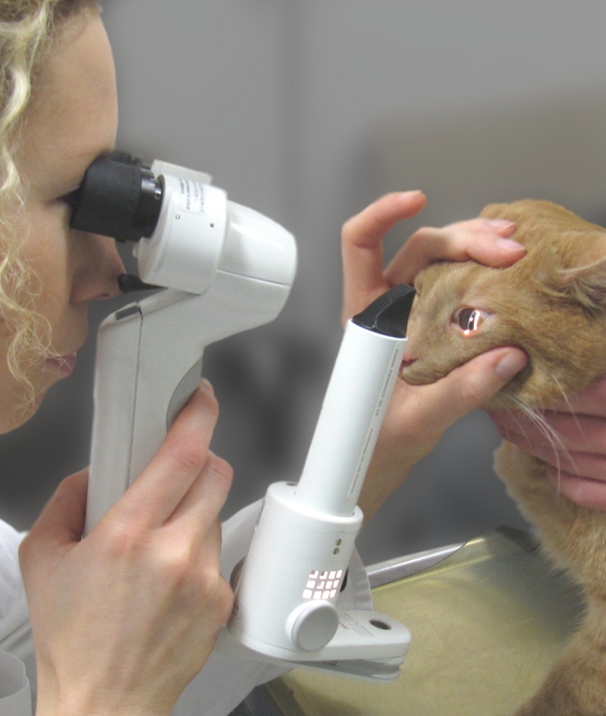 Augenuntersuchung Augen Tierarztpraxis