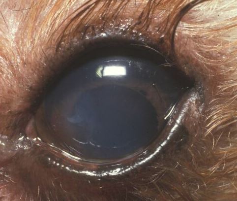 Fluoreszeintest Augentierarzt