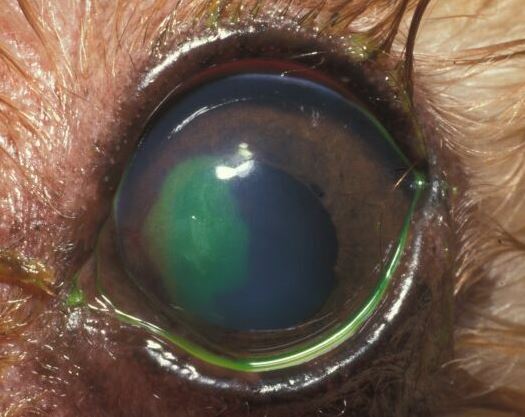 Fluoreszeintest Augentierarzt