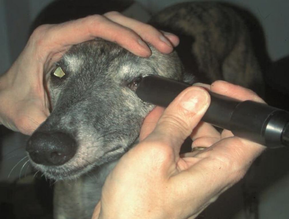 Ultaschalluntersuchung des Auges