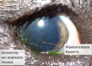 Entropium