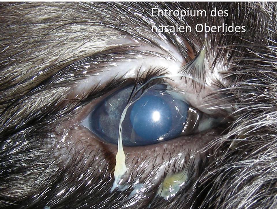 augenlidtumor hund