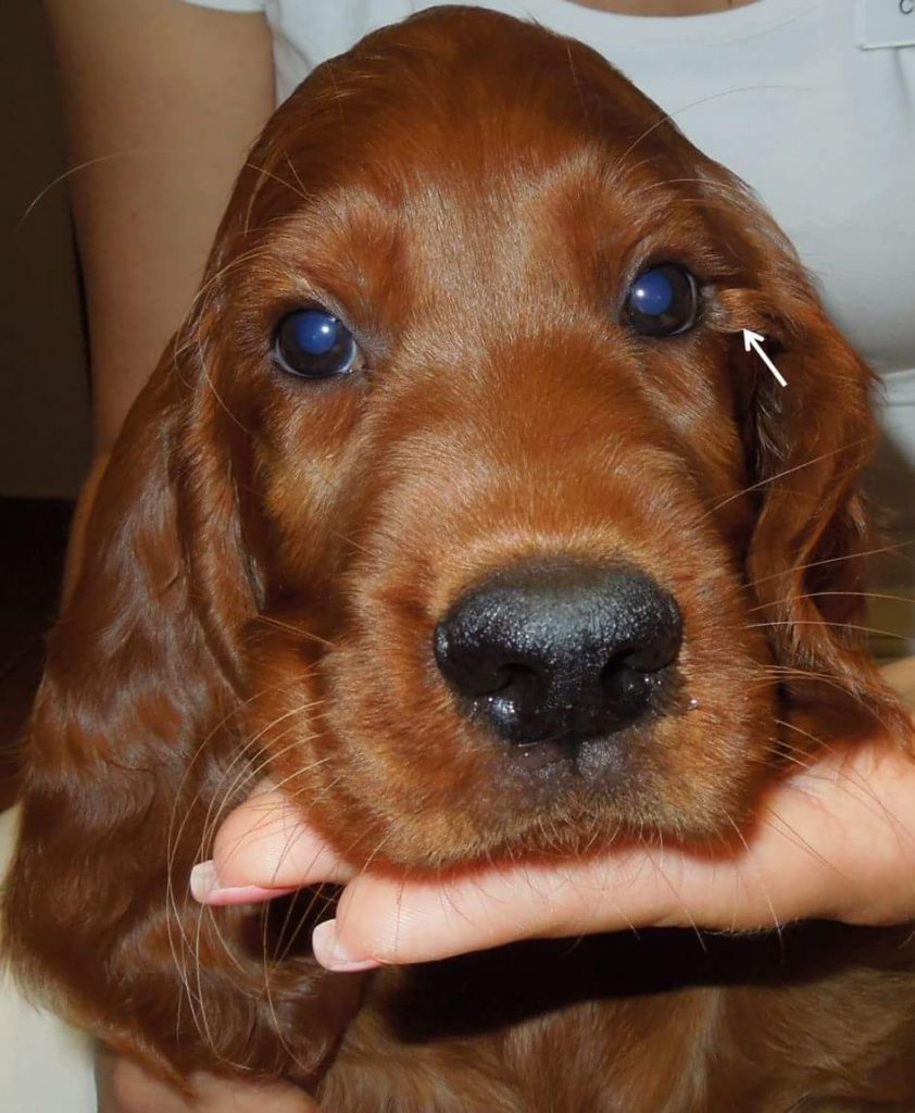 Dermoidentfernung Augentierarzt Allgoewer