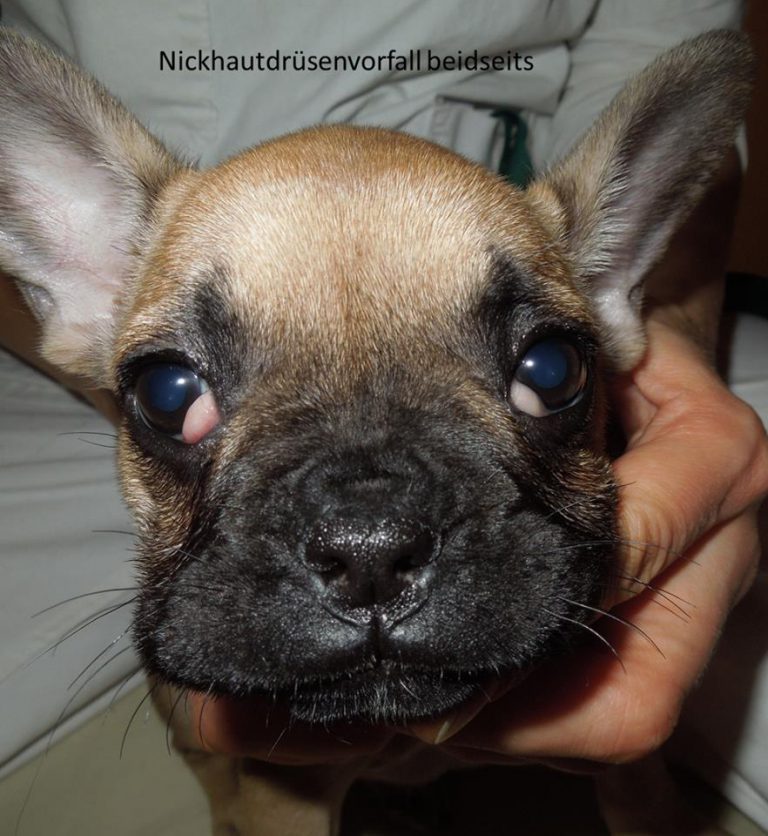 14705804_937178156388851_5162106211330369272_n AUGENTIERARZTPRAXIS