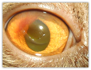 Keratektomie bei Cornea nigra