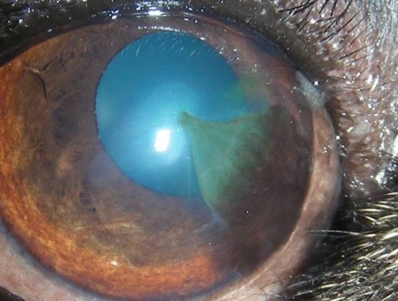 pigmentierenden Hornhautentzündung