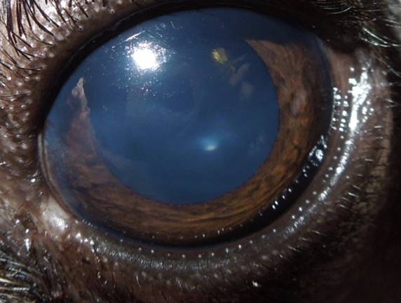 pigmentierenden Hornhautentzündung