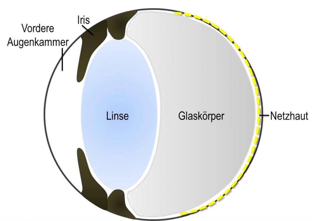 Auge mit gesundem Glaskörper