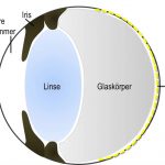 Auge mit gesundem Glaskörper