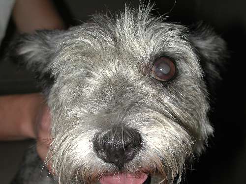 Enukleation, Bulbusexstirpation