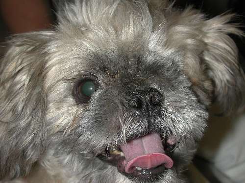 Enukleation, Bulbusexstirpation