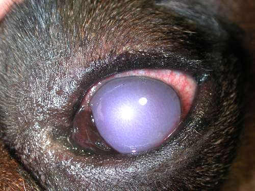 Glaukomoperation bei Hunden
