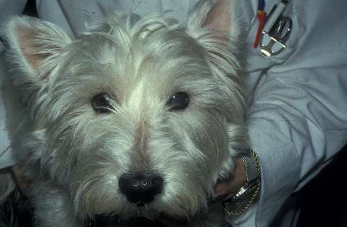 Glaukomoperation bei Hunden