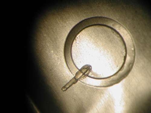 Glaukomoperation bei Hunden