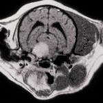Kernspintomographie Augen-Tierarztpraxis
