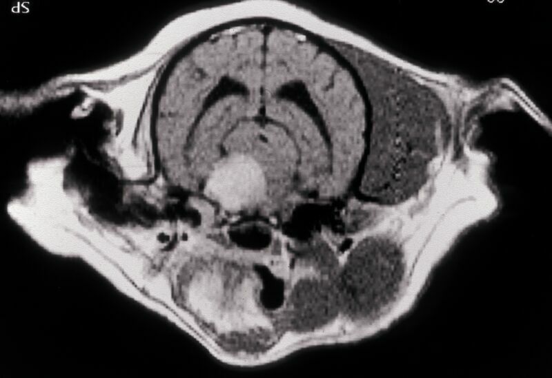 Kernspintomographie Augen-Tierarztpraxis