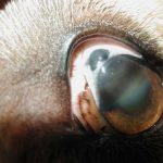 Lasertherapie Augen-Tierarztpraxis