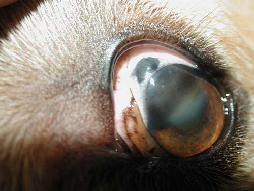 Lasertherapie Augen-Tierarztpraxis