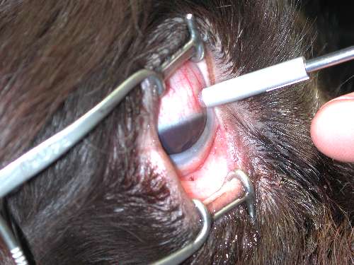 Lasertherapie Augen-Tierarztpraxis