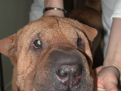 Lidfehlstellung Hund Augen-Tieraztpraxis