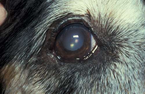 Lidfehlstellung Hund Augen-Tieraztpraxis