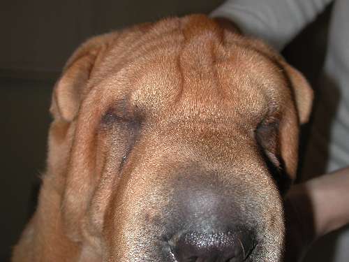 Lidfehlstellung Hund Augen-Tieraztpraxis