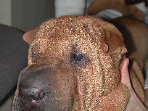 Lidfehlstellung Hund Augen-Tieraztpraxis