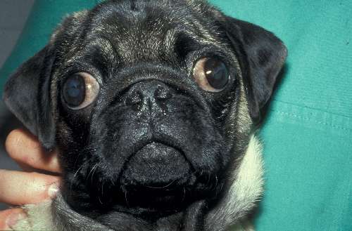 Lidfehlstellung Hund Augen-Tieraztpraxis