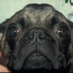 Lidfehlstellung Hund Augen-Tieraztpraxis