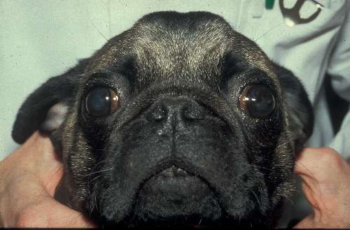 Lidfehlstellung Hund Augen-Tieraztpraxis