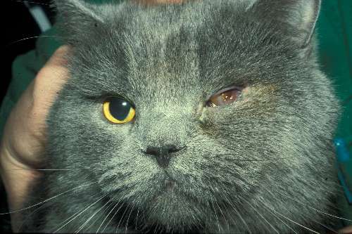 Lidfehlstellung Katze Augen-Tieraztpraxis