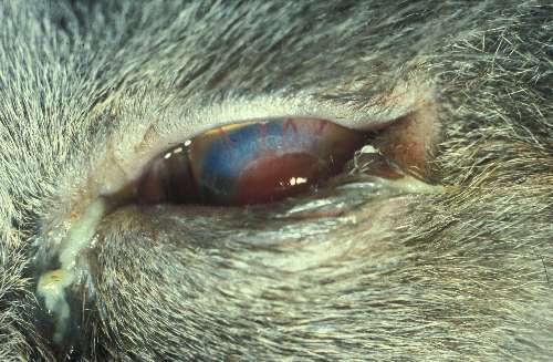 Lidfehlstellung Katze Augen-Tieraztpraxis