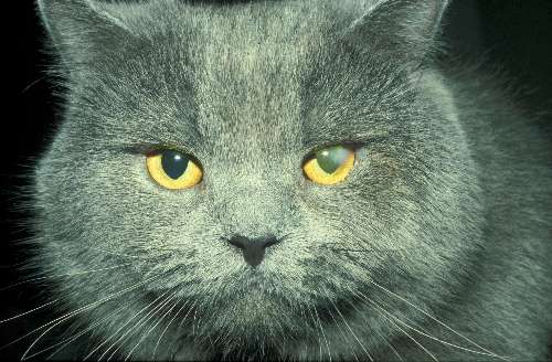 Lidfehlstellung Katze Augen-Tieraztpraxis