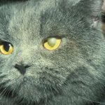 Lidfehlstellung Katze Augen-Tieraztpraxis