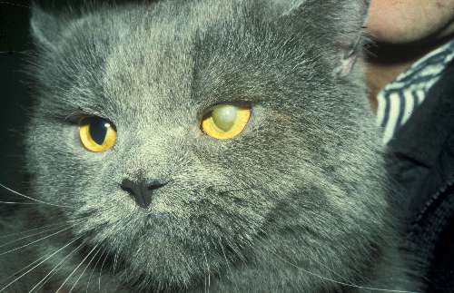 Lidfehlstellung Katze Augen-Tieraztpraxis
