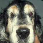 Lidfehlstellung Hund Augen-Tieraztpraxis